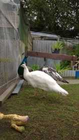 Lost Peacock