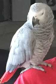 Lost African Grey