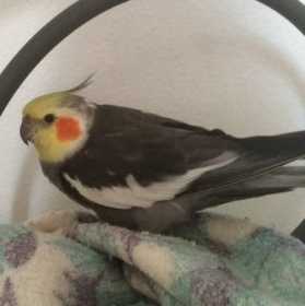 Lost Cockatiel