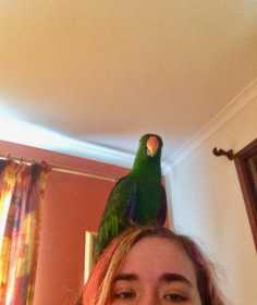 Lost Eclectus
