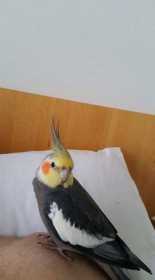 Lost Cockatiel