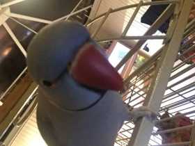 Lost Indian Ringneck Parakeet