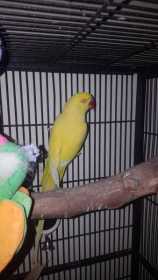 Lost Indian Ringneck Parakeet