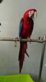 Lost Macaw