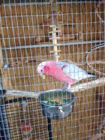 Lost Galah Cockatoo