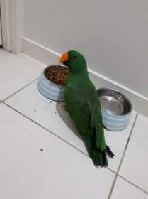 Lost Eclectus