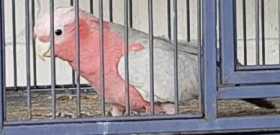 Lost Cockatoo