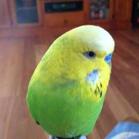 Lost Budgerigar