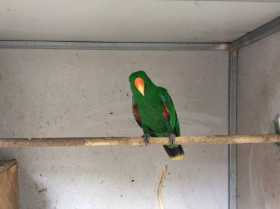 Lost Eclectus