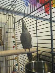 Lost Cockatiel