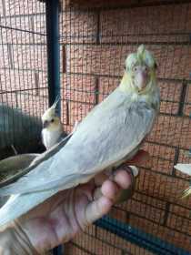 Lost Cockatiel