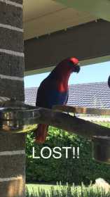 Lost Eclectus