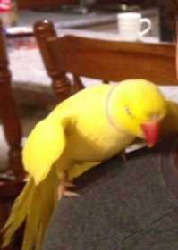 Lost Indian Ringneck Parakeet