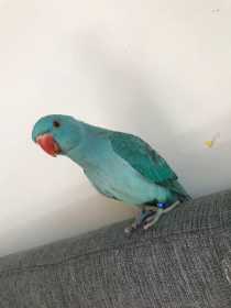 Lost Indian Ringneck Parakeet