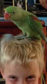 Lost Alexandrine