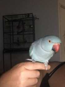 Lost Indian Ringneck Parakeet