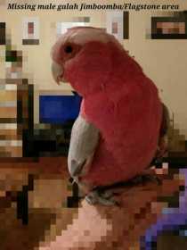 Lost Galah Cockatoo