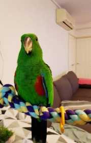 Lost Eclectus