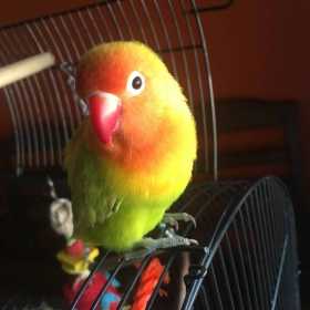 Lost Lovebird