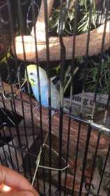 Lost Budgerigar