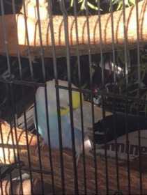 Lost Budgerigar