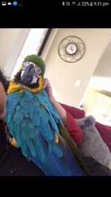 Lost Macaw