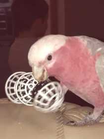 Lost Galah Cockatoo