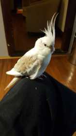 Lost Cockatiel