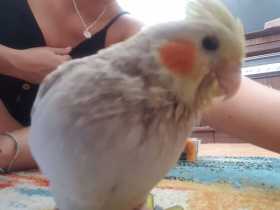 Lost Cockatiel