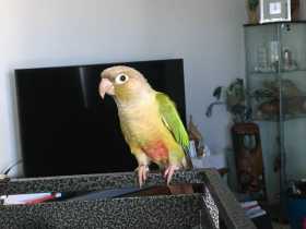 Lost Conure