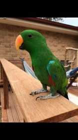 Lost Eclectus