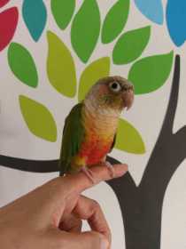 Lost Conure