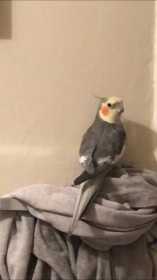 Lost Cockatiel