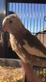 Lost Cockatiel