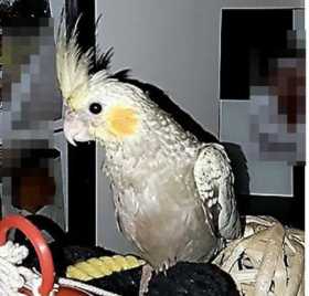 Lost Cockatiel