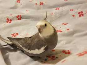 Lost Cockatiel