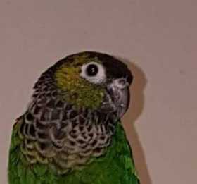 Lost Conure