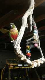 Lost Conure