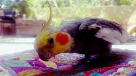 Lost Cockatiel