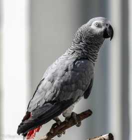 Lost African Grey