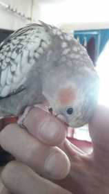 Lost Cockatiel