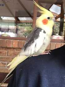 Lost Cockatiel