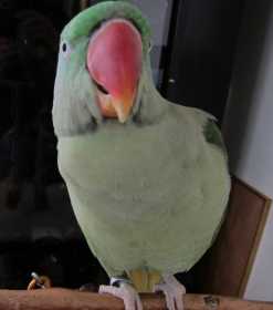 Lost Alexandrine