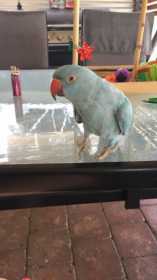 Lost Indian Ringneck Parakeet