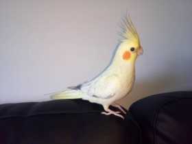 Lost Cockatiel