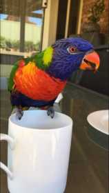 Lost Lory / Lorikeet