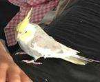 Lost Cockatiel