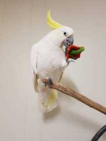 Lost Cockatoo