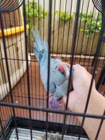 Lost Indian Ringneck Parakeet