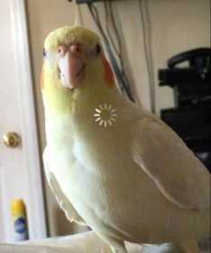 Lost Cockatiel